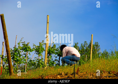 Il Cile, Valle di Colchagua, wine country, uomo che lavora nella vigna, il famoso vino cileno regione di produzione Foto Stock