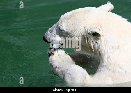 Big white polarbear in acqua mangiare pesce Foto Stock