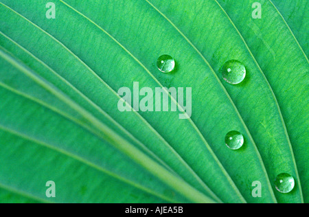 Gocce d'acqua su una foglia Foto Stock