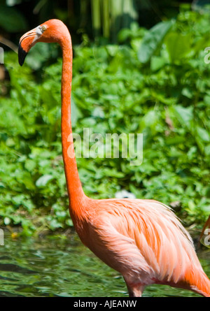 Rosa fenicottero dei Caraibi Parco degli Uccelli di Jurong Singapore Foto Stock