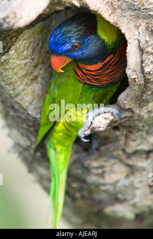 Rainbow Lorikeet arroccato a tronco di albero di entrata del foro di nidificare Jurong Bird Park Singapore Foto Stock