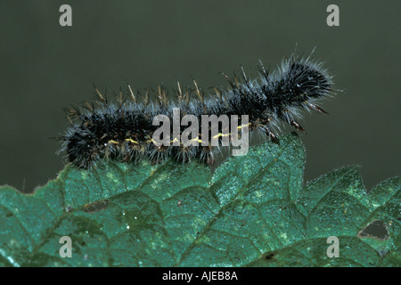 Red Admiral Butterfly Vanessa Atalanta larve di caterpillar su ortica Foto Stock