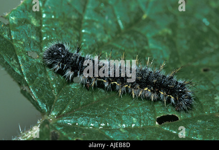 Red Admiral Butterfly Vanessa Atalanta larve di caterpillar su ortica Foto Stock