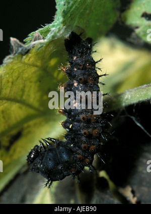 Red Admiral Butterfly Vanessa Atalanta larve di caterpillar appesa ortica Foto Stock