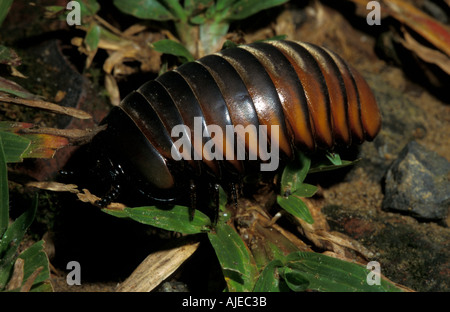 Pillola millepiedi famiglia Glomeridae Sabah Borneo sequenza di curling in palla Foto Stock