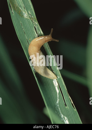 Un campo grigio slug Deroceras reticulatum con sentiero di fango e dei danni su un orzo cereali in foglie di autunno Foto Stock
