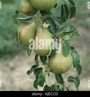 Pera matura varietà di frutto Doyenne du Comice Pyrus communis Foto Stock