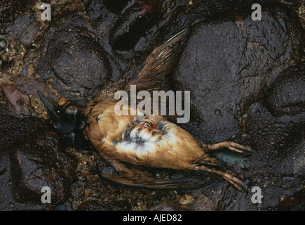 A guillemot Uria aalge ucciso da fuoriuscite di olio dalla Sea Empress sulla spiaggia a Freswater West Stackpole Pembrokeshire Foto Stock