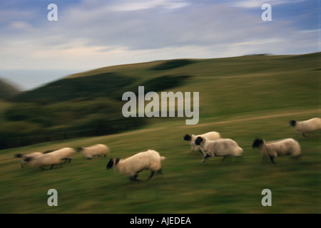 Swaledale pecore sul Biologico di fattoria a Hindon Exmoor Somerset Foto Stock