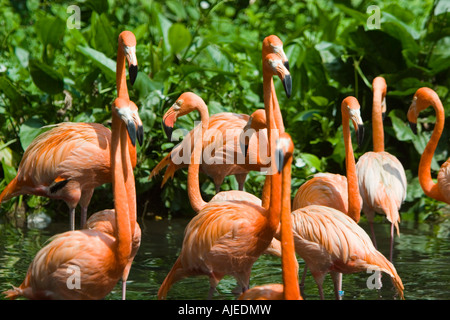 Rosa luminoso dei Caraibi i fenicotteri Parco degli Uccelli di Jurong Singapore Foto Stock