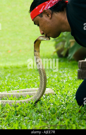 L'uomo kissing cobra reale sulla testa. Il re cobra (Ophiophagus hannah) è il più grande del mondo di serpenti velenosi. Foto Stock