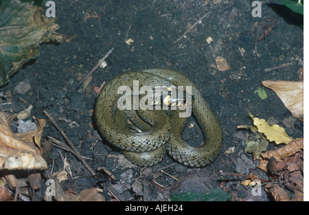 Biscia Natrix natrix rannicchiato sulla terra Foto Stock