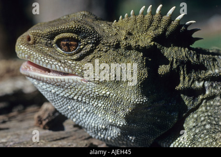 Tuatara Sphenodon punctatus Close up della testa Foto Stock