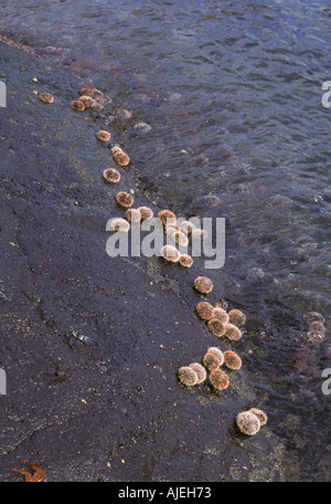 White ricci di mare Tripneustes depressus pascolare sulle rocce esposte le Galapagos Foto Stock