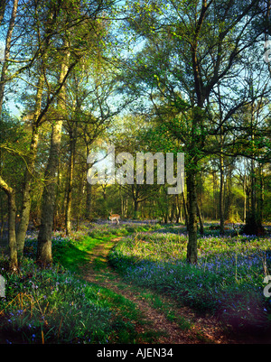 Legno Jewells Kent con bluebells e daini cervo a metà distanza Foto Stock