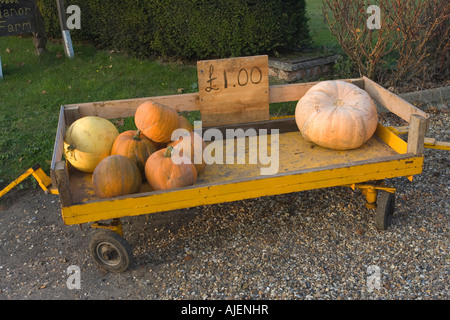 Zucche in vendita in corrispondenza di un bordo strada prima di halloween Foto Stock