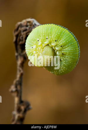 La Betulla Sawfly larva Foto Stock