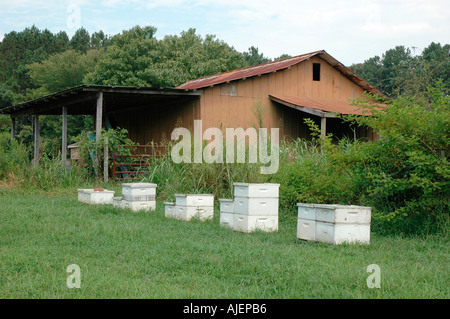 Apicoltore pulisce i feed e ispeziona alveari per la salute e la condizione della regina e i suoi fuchi per il miele in campi dove essi polli Foto Stock