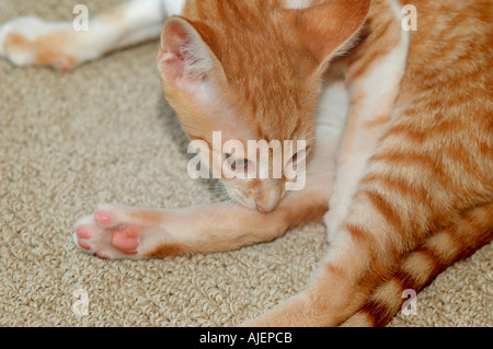 Rosso Bianco adn 16 settimane vecchio Cornish Rex croce di Oriental Shorthair ricerca incrociata per le pulci Foto Stock