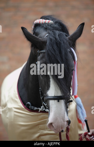 Ritratto del nero shire cavallo Foto Stock