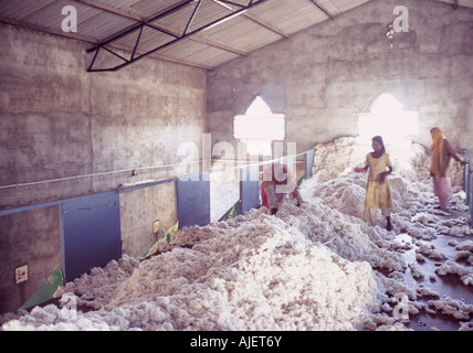 Le donne indiane ordinamento di cotone, Gujarat, India Foto Stock