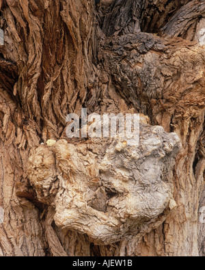 Dettaglio del burl e la corteccia su antiche Fremont pioppi neri americani Foto Stock