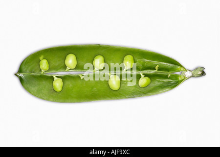 Aprire il segnale di PEA POD con piselli attaccato all'interno, close-up Foto Stock