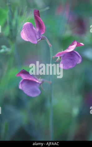 Close up di delicati lilla sweet pea Lathyrus odoratus Matucana in il giardino murato a Beningbrough Hall Yorkshire Foto Stock