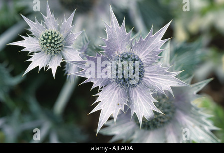 Eryngium o mare holly nel giardino di Barrington Court Somerset Foto Stock