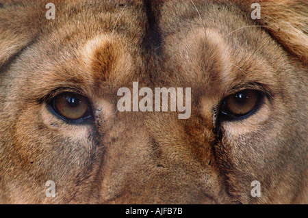 Leone asiatico Panthera leo persica occhi femmina Foto Stock
