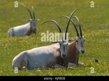 Scimitar cornuto Oryx Oryx dammah Foto Stock