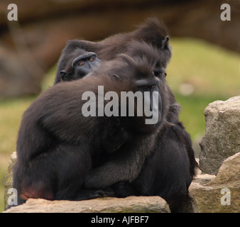 Gruppo di Sulawesi Crested macachi (Macaca nigra) Foto Stock