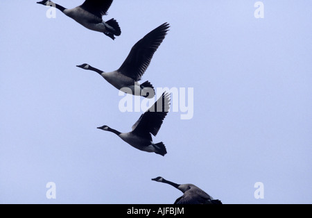 Oche che volano Foto Stock