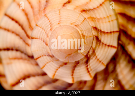 Spirale conchiglia di mare Foto Stock