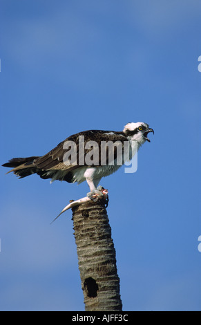 Falco pescatore (Pandion haliaetus) chiamando per accoppiarsi con il pesce. Everglades della Florida, Stati Uniti d'America Foto Stock