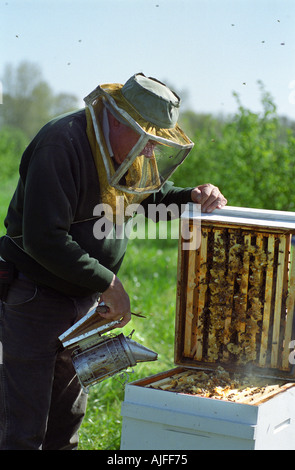 Apicoltore apertura di un alveare Foto Stock