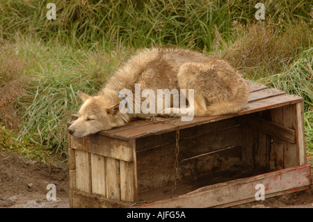 Sleeping husky Ilulissat in Groenlandia Foto Stock