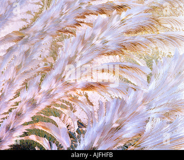 Frost modello piuma sulla finestra Foto Stock