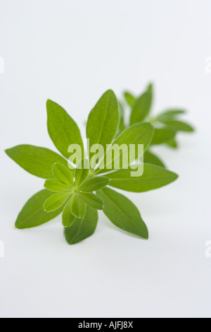 Woodruff Foto Stock