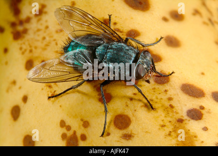 Bottiglia blu Fly Calliphora vicina sulla banana Foto Stock