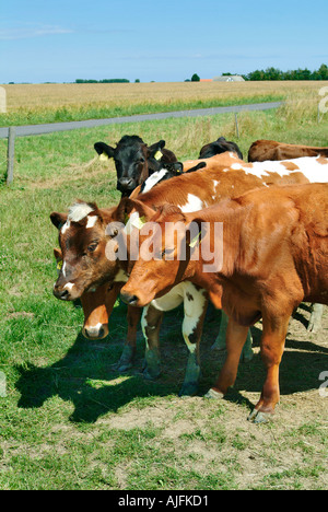 Bestiame bovino di caseificio rosso danese di Bornholm Danimarca Foto Stock