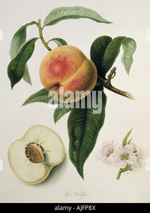 Prunus persica, pesca (La Noblesse Peach) Foto Stock
