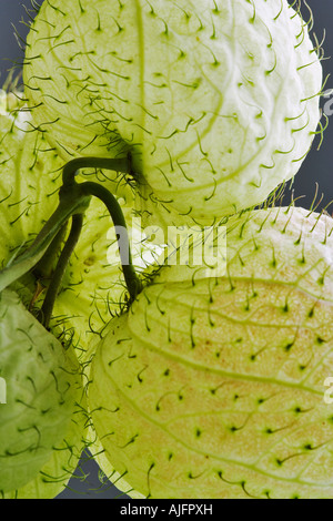 Palloncino Gomphocarpus milkweed physocarpus Foto Stock