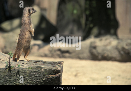 Meerkat guardando sul log a Knowsley Safari Park Foto Stock