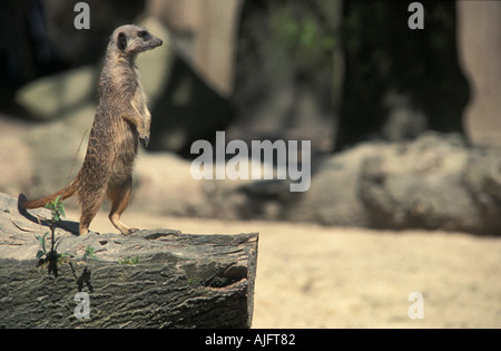 Meerkat sul log a Knowsley Safari Park Foto Stock