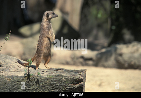 Meerkat sul log a Knowsley Safari Park Foto Stock