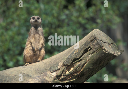 Meerkat sul log a knowlsey safari park Foto Stock