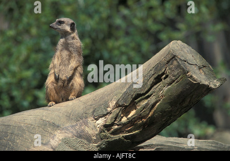 Meerkat sul log a Knowsley Safari Park Foto Stock