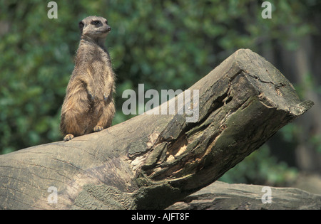 Meerkat sul log a Knowsley Safari Park Foto Stock