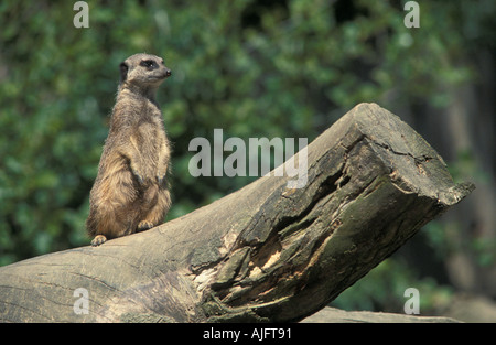 Meerkat sul log a Knowsley Safari Park Foto Stock